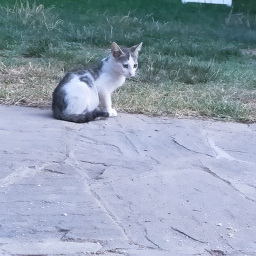 El obby de los gatitos ^ ^