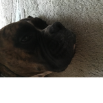 Apupnamedpoochies cool group