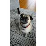 The pug owners group