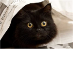 123645087's Kitty Club #2