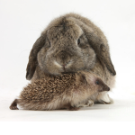 Epic bunny’s and hedghogs of robloxia