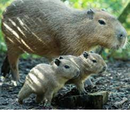 Capybara course