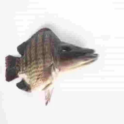 bath with a tilapia icon