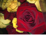 Rosy red