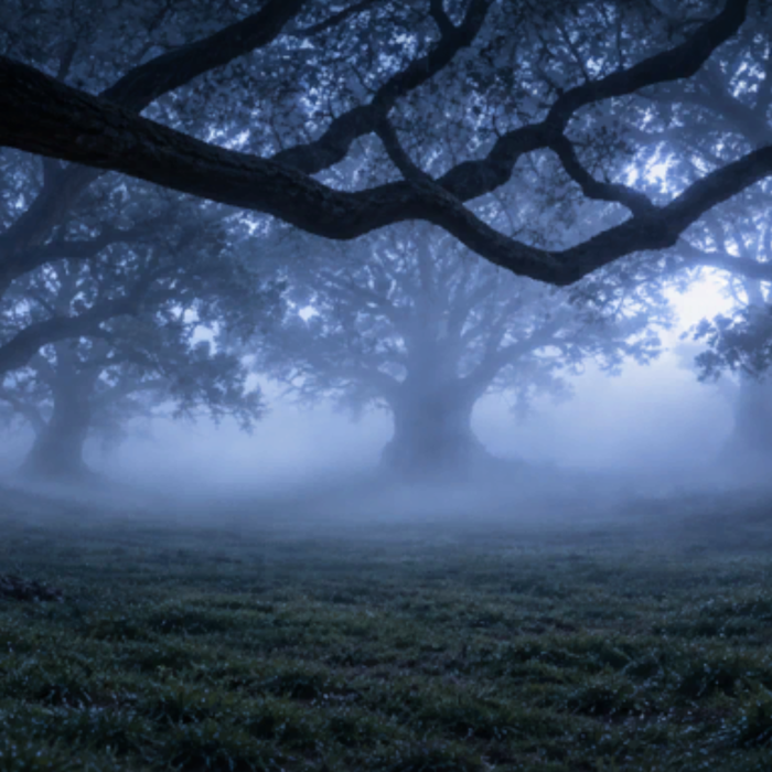 Grunge Dreamy Blue Foggy Night Trees