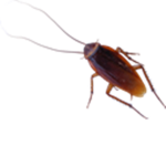 r0ach