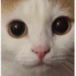 cat ad vacui