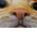 CATS UNITE TOGETHER