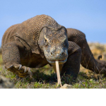 The team lizard