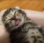 ѕν
