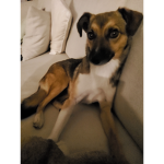 #Randomdoggodonut