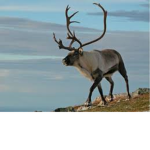 Reindeers