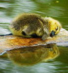 Duck proDUCKtions!