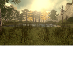 Forest Camp