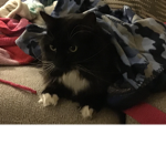 Cats United for all