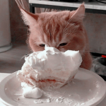 { Cat Cult! }