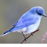 BlueBirdieGroup