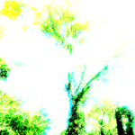 The sect of the all seeing Oracles