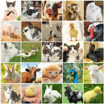 Offical Animal Army