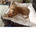 Puppy and Dog ###### :) :D