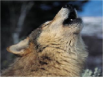 Save the Wolves!!!!!!!!!!!!!