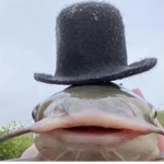 Fish brain labs