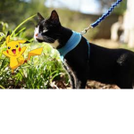pokecats52