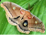 Moth Airforce