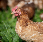 The amazing chicken army!