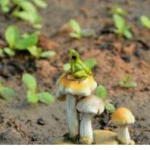 Mushrooms and rainbows