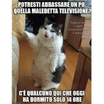 GattiMadForever_italia