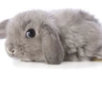 Who likes bunnies