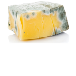Moldy Cheese's Outlaster Seasons