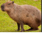 capybara-boys
