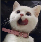 Cats of Legend