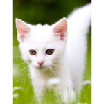 Cat gang11