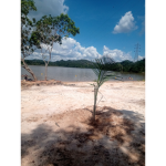 Clube da paisagem