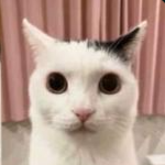 cat's will rule the world