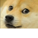 Doge nation of peace