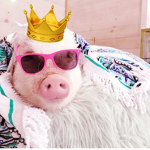 PIGGY LORD's group