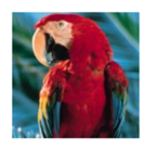 Master Parrots Clan