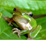 Commando Frog Cult