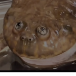 Toads in pantz