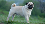 Pugs _Family