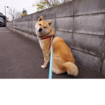 Shiba Inu yeet