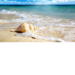 Sea Shells'