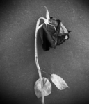WiltedRose