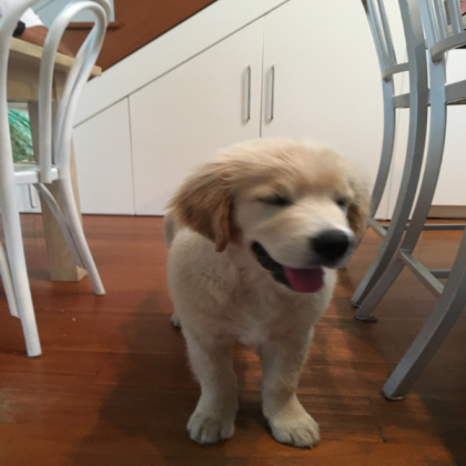 DOG DOG DOG DOG DOG DOG DOG DOG DOG DOG DOG DOG Roblox decal