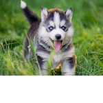 Gamer_wolf clan