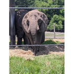 Elephant fan group! <3
